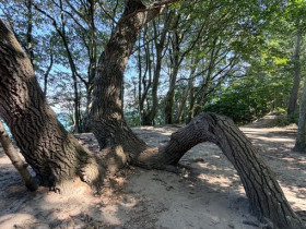 Ostseebuche