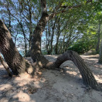 Ostseebuche