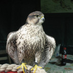 Der Falke - Das Auge des Horus - Bote des Lichts und der Intuition -
