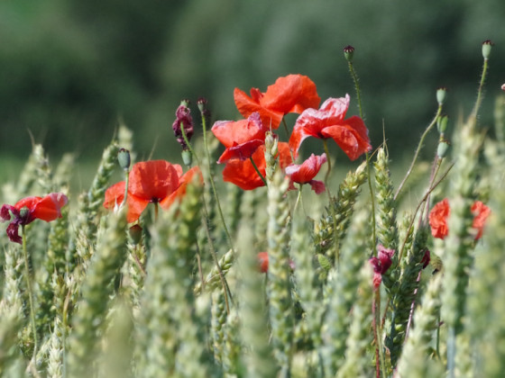 Mohn