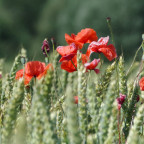 Mohn