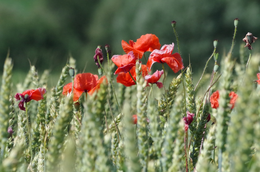 Mohn