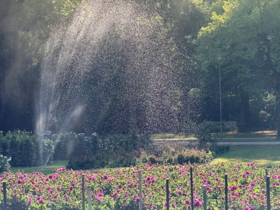 Daliengarten im Großen Garten Dresden