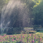 Daliengarten im Großen Garten Dresden