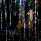 baum_engel