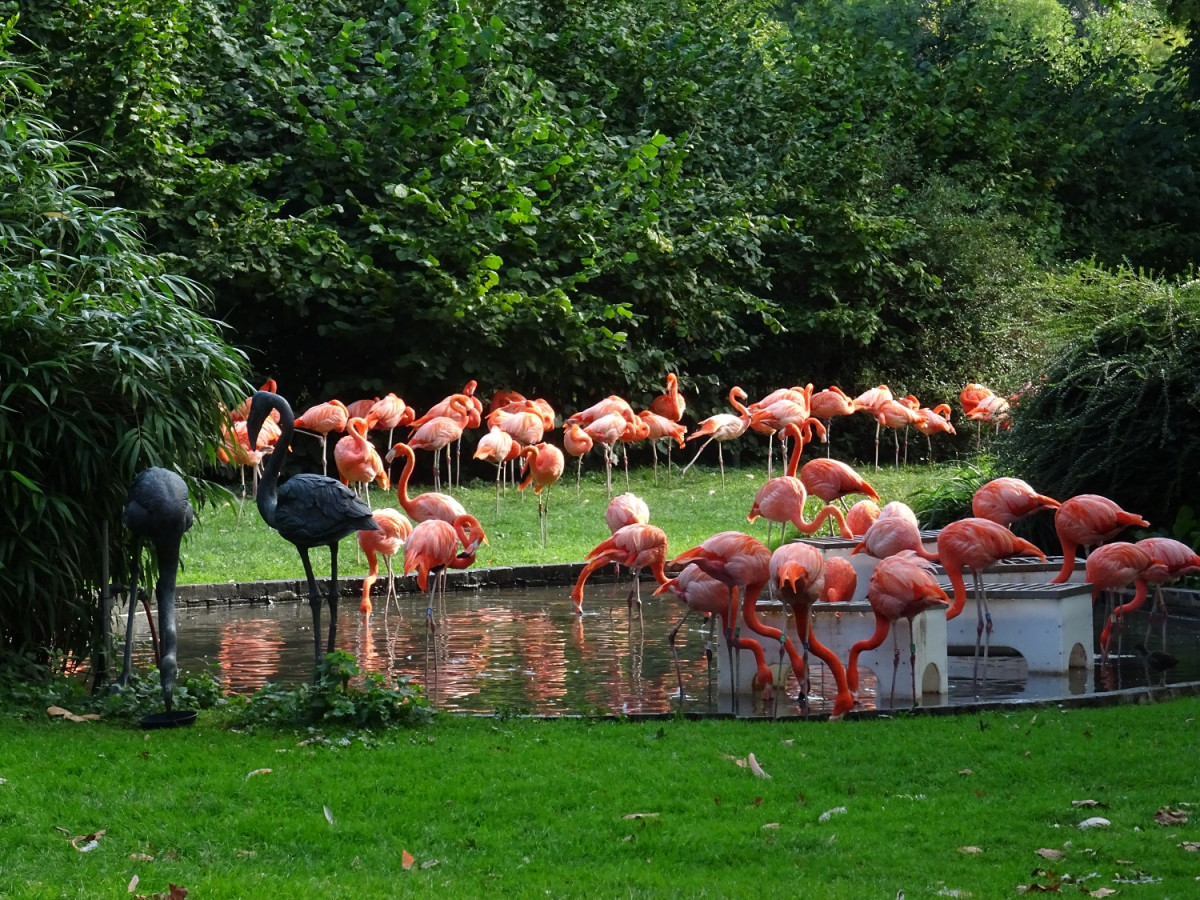 Flamingos schlafen imemr auf einem Bein :)