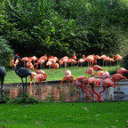 Flamingos schlafen imemr auf einem Bein :)