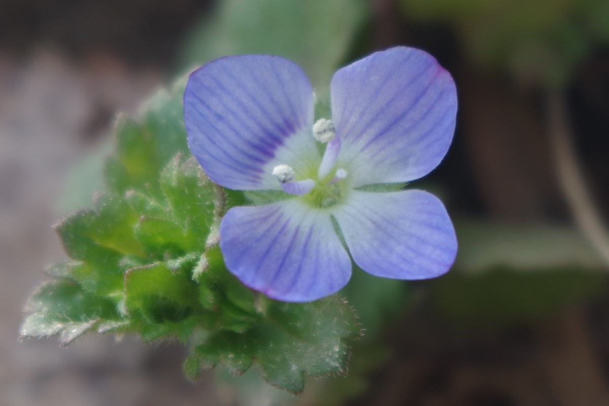 Noch ein Blümchen