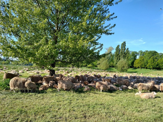 Schafe am Rhein
