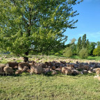 Schafe am Rhein