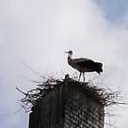 auf einem ausgedienten Kamin