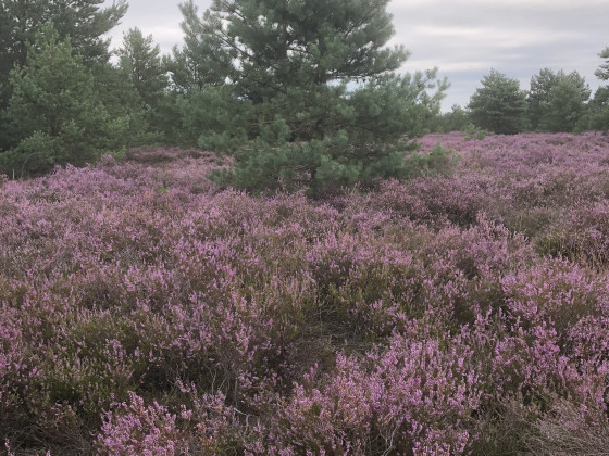 Retzower Heide