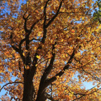 Goldener Oktober