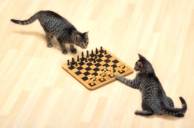 Chess-cat