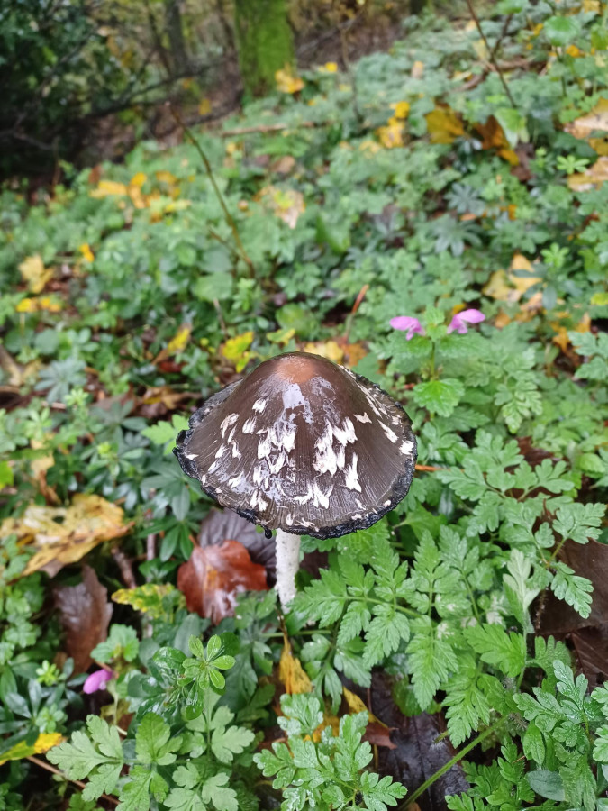 Wunderschöner Pilz