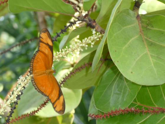 UNI Leipzig  Botanischer Garten Schmetterlingshaus