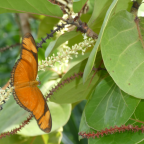 UNI Leipzig  Botanischer Garten Schmetterlingshaus