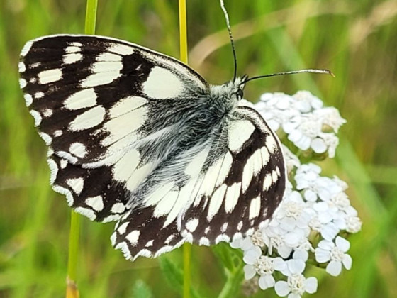 Schachbrettfalter an Schafgarbe