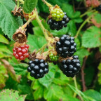 Brombeerzeit