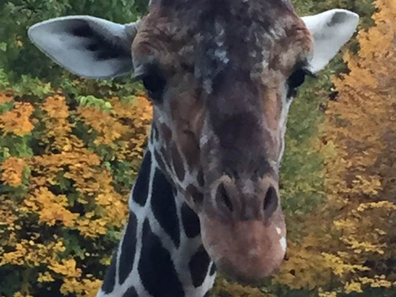der giraffenflüsterer hirni im duisburger zoo