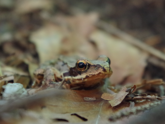 Grasfrosch