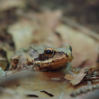 Grasfrosch