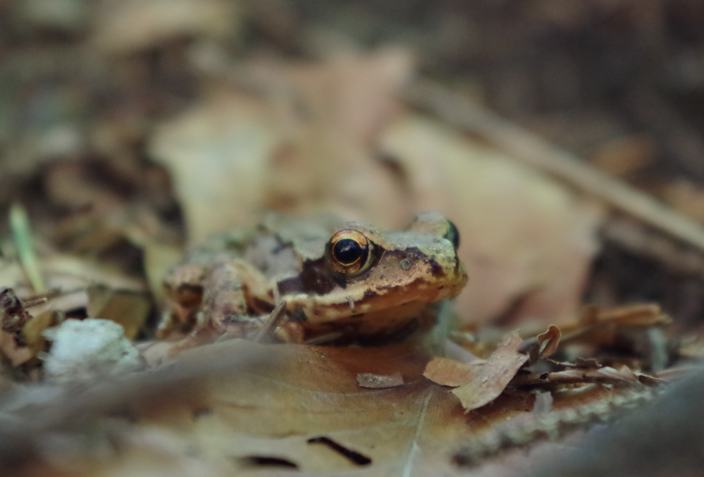 Grasfrosch