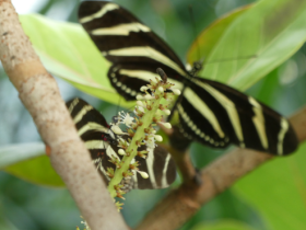 UNI Leipzig  Botanischer Garten Schmetterlingshaus
