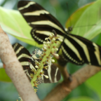 UNI Leipzig  Botanischer Garten Schmetterlingshaus