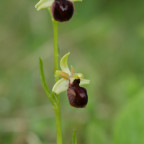 orchideen wanderung