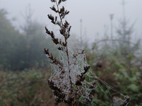Neulich im Wald