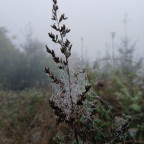 Neulich im Wald