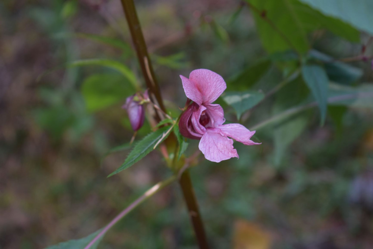 Eine der letzten wilden Blumen