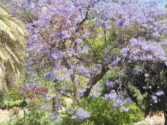 Jacaranda Trompetenbaum