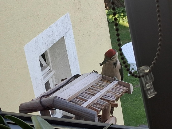 Rotkäppchen oder ein Specht?