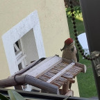 Rotkäppchen oder ein Specht?