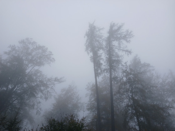 Neulich im Wald