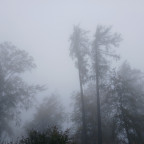 Neulich im Wald