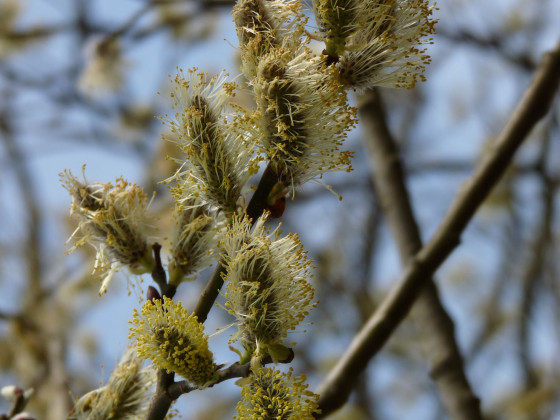 Saalweidenfrühling_3