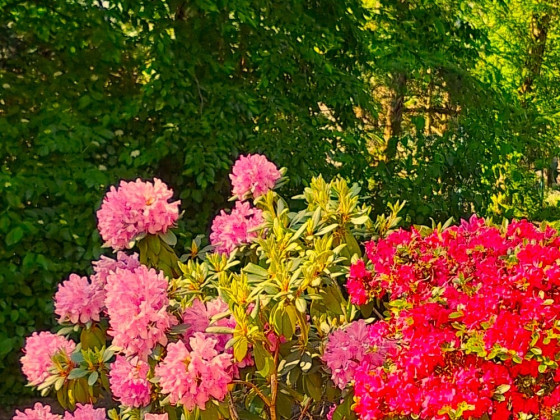 Farbenpracht im eigenen Garten