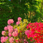 Farbenpracht im eigenen Garten