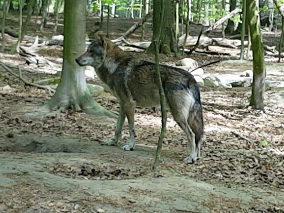 Canis lupus