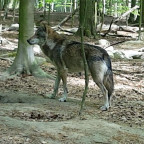 Canis lupus