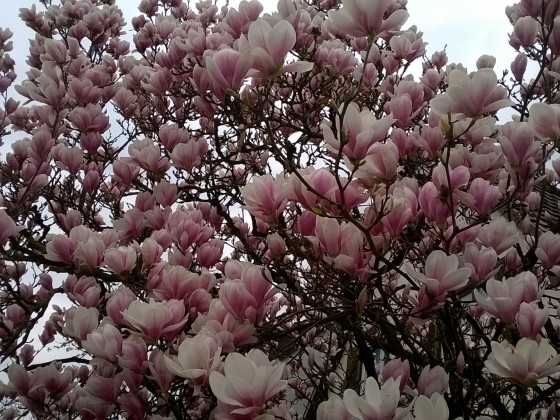 Der Frühling ist aufgeblüht!