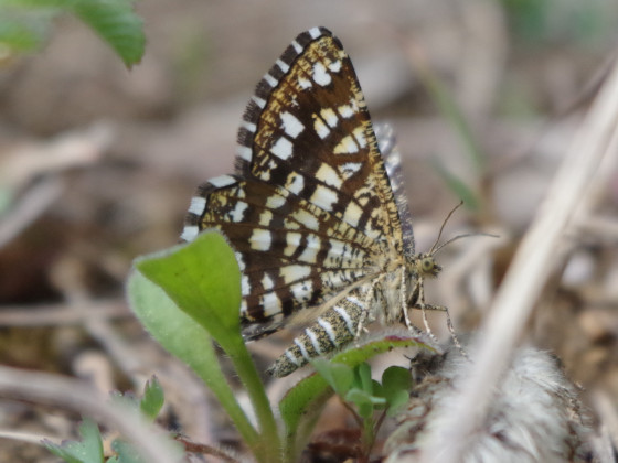 Schmetterling