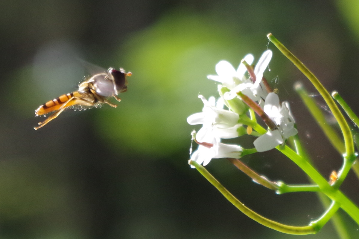 Schwebefliege & Blümchen