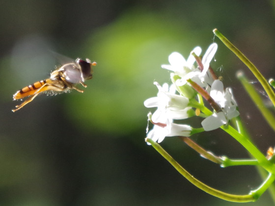 Schwebefliege & Blümchen