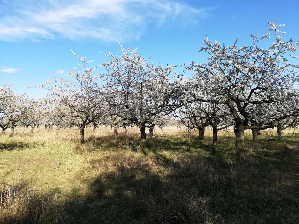 Kirschbaumplantage