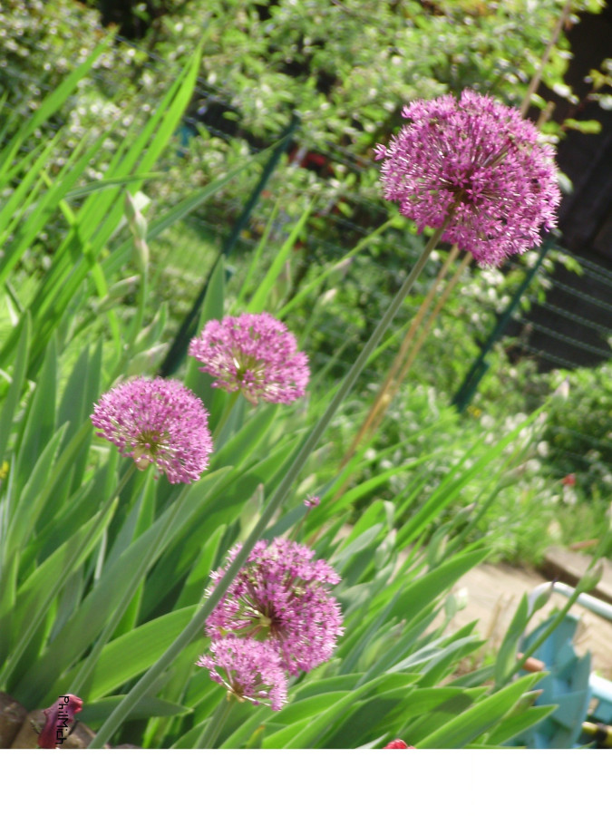 Gartenträume :)