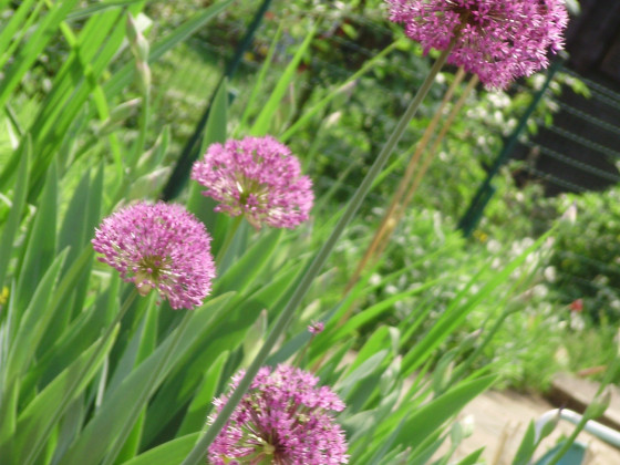 Gartenträume :)